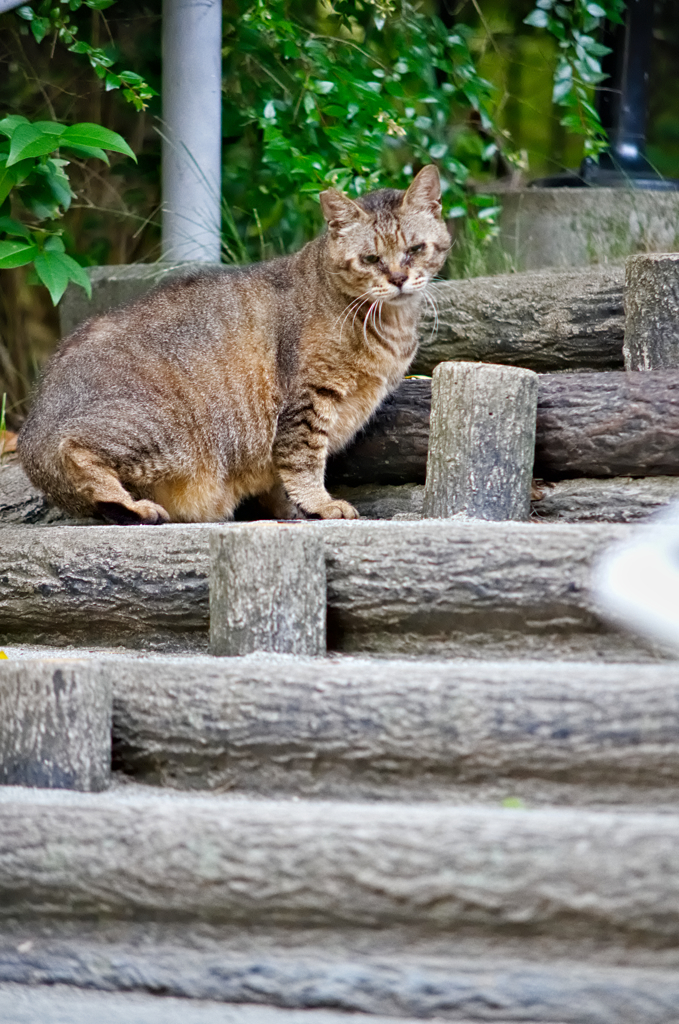 吾輩は猫である、ニャー # 321