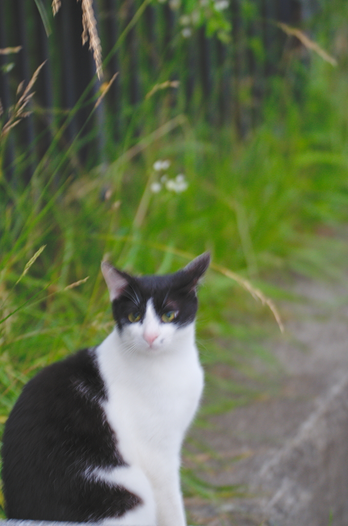 吾輩は猫である、ニャー # 762