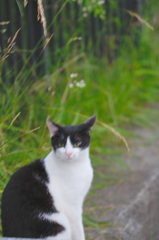 吾輩は猫である、ニャー # 762