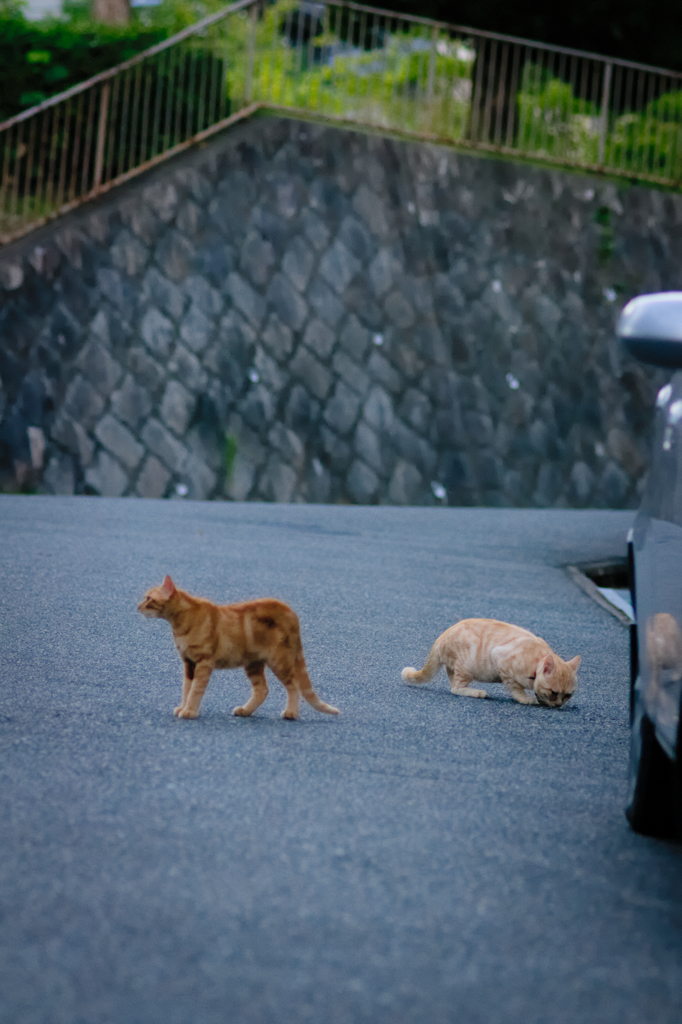 吾輩は猫である、ニャー # 487