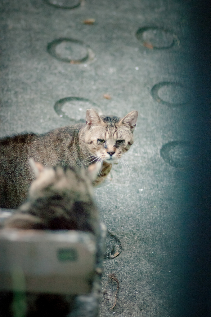 吾輩は猫である、ニャー # 12