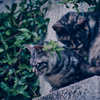 吾輩は猫である、ニャー # 1077