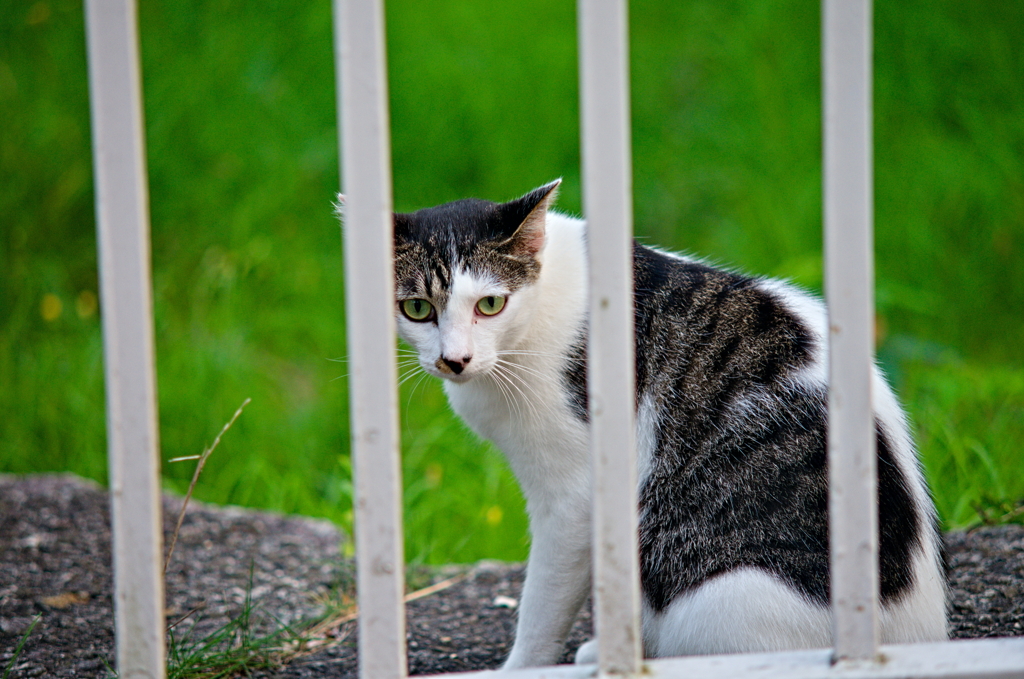 吾輩は猫である、ニャー # 837