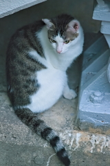 吾輩は猫である、ニャー # 530