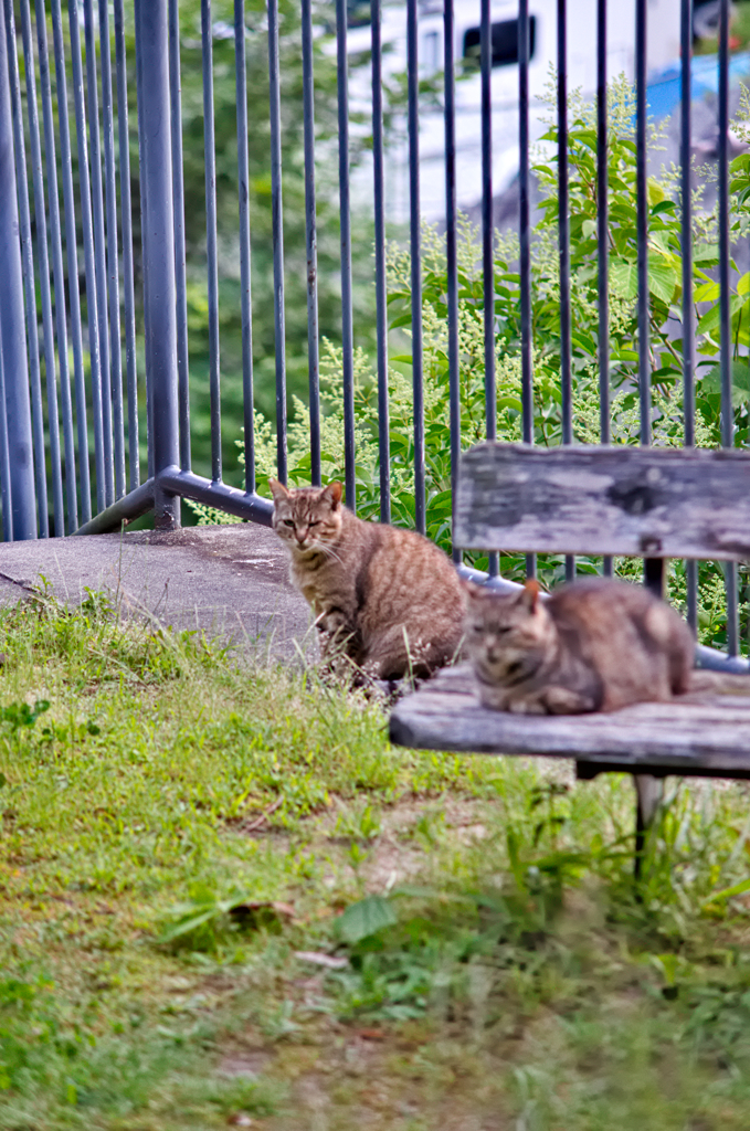 吾輩は猫である、ニャー # 320