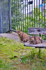 吾輩は猫である、ニャー # 320