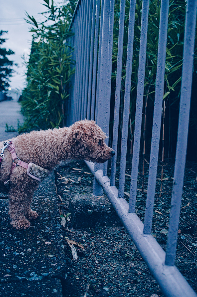 my pretty dog Ⅱ # 365