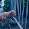 my pretty dog Ⅱ # 365
