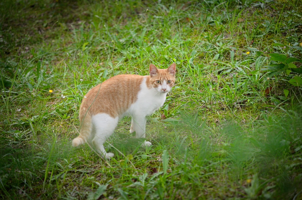 吾輩は猫である、ニャー # 842