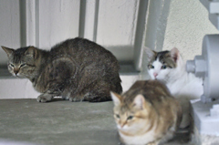 吾輩は猫である、ニャー # 172