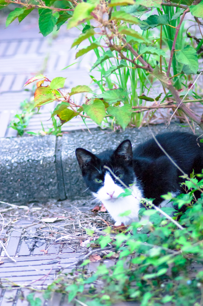 吾輩は猫である、ニャー # 35