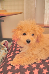 my pretty dog Ⅱ # 26