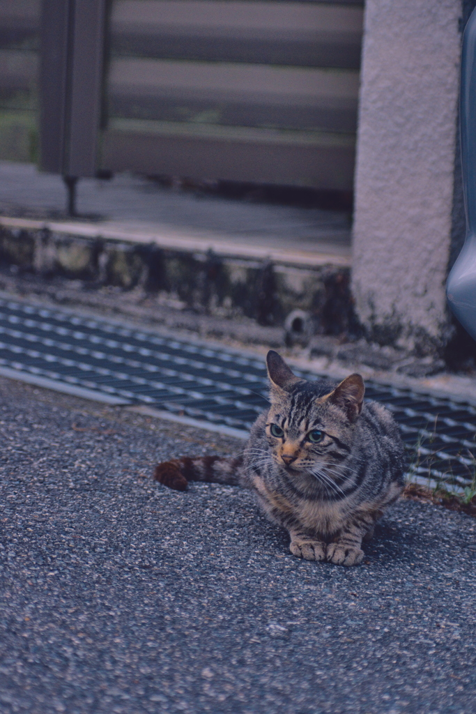 吾輩は猫である、ニャー # 1099
