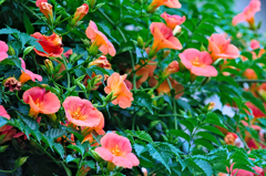 ノウゼンカズラ