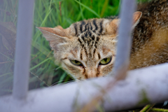 吾輩は猫である、ニャー # 348