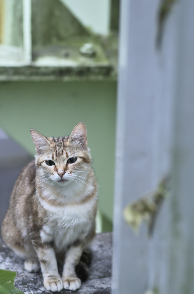 吾輩は猫である、ニャー # 229