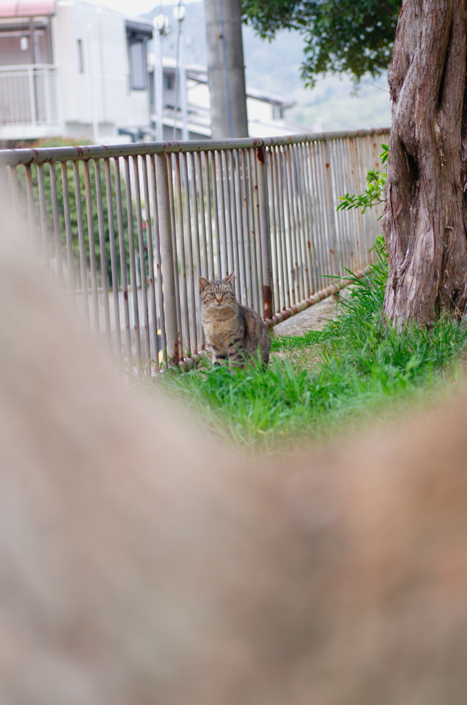 吾輩は猫である、ニャー # 692