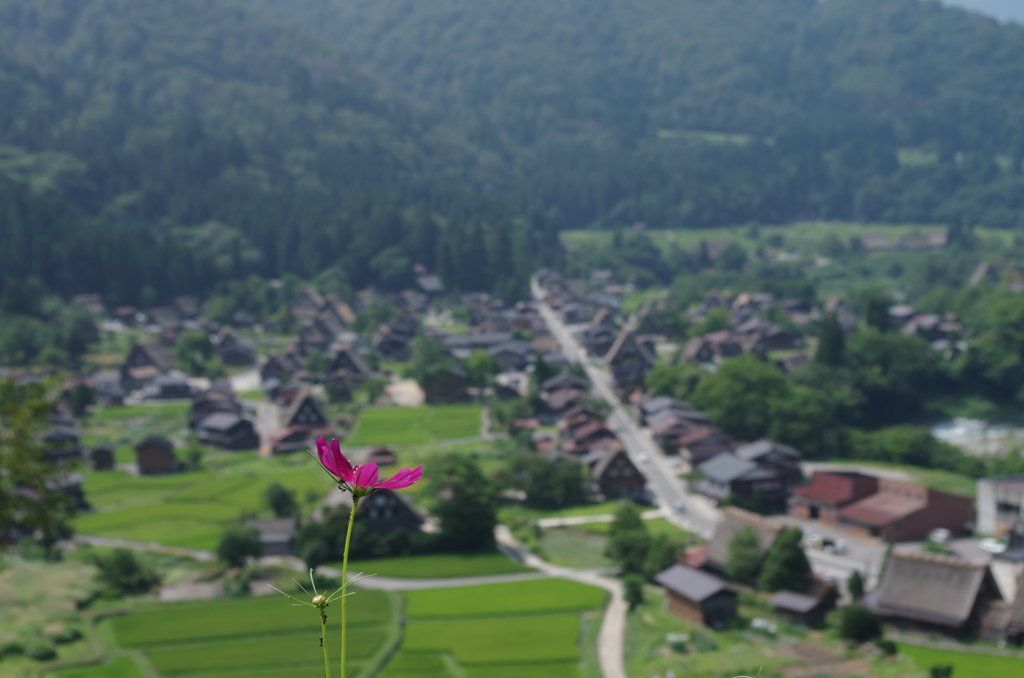 秋桜