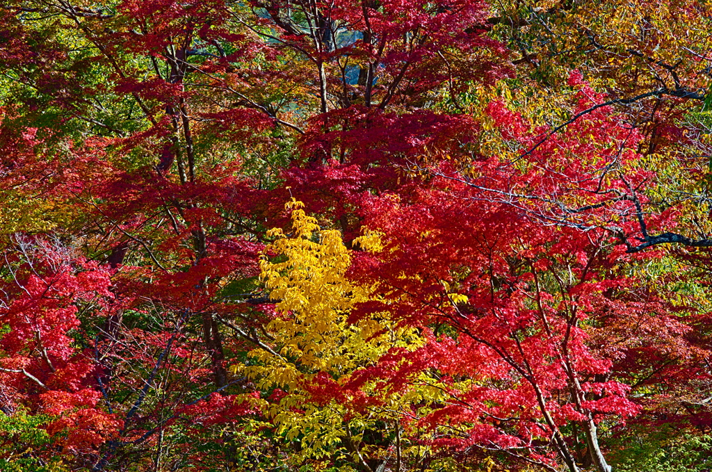 紅葉三昧 '2019