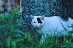 吾輩は猫である、ニャー # 572