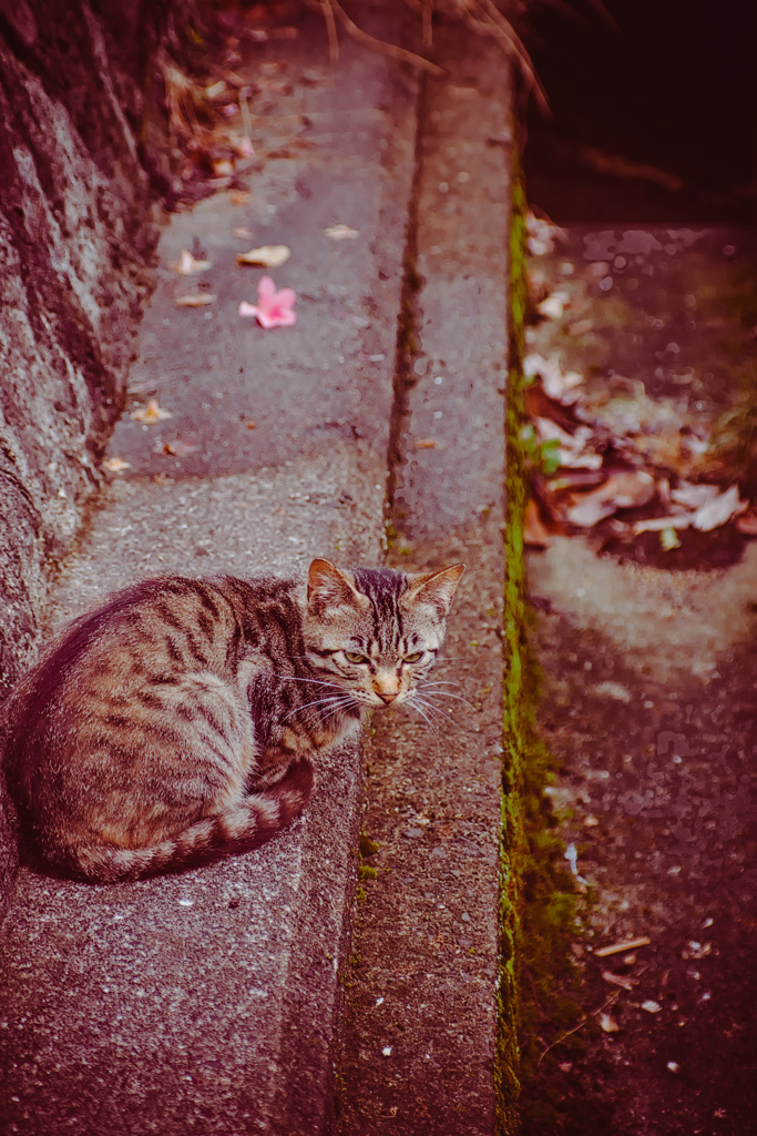 吾輩は猫である、ニャー # 1080