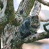 吾輩は猫である、ニャー # 555