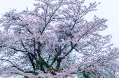 近所の桜　⑥