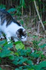 吾輩は猫である、ニャー # 662