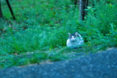 吾輩は猫である、ニャー # 674