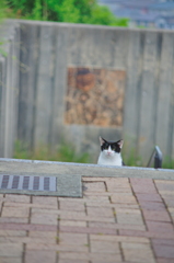 吾輩は猫である、ニャー # 728