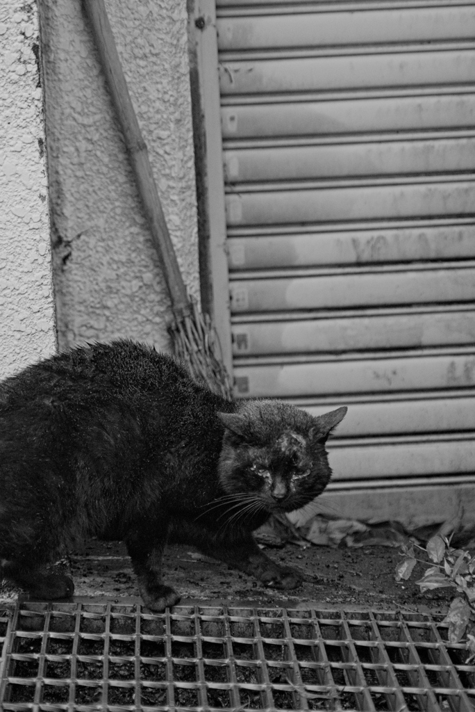吾輩は猫である、ニャー # 973