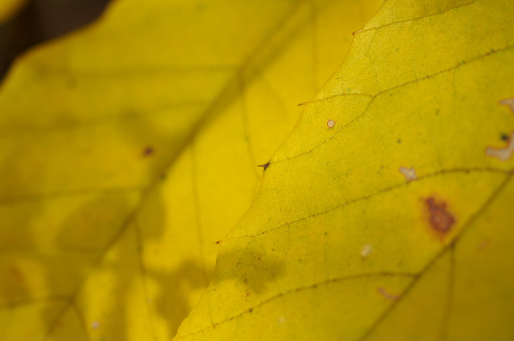 COLOR ＊yellow＊