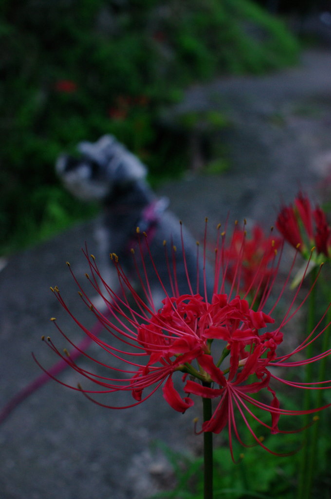 曼珠沙華