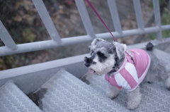 は～、しんど。