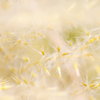 COLOR ＊white＊