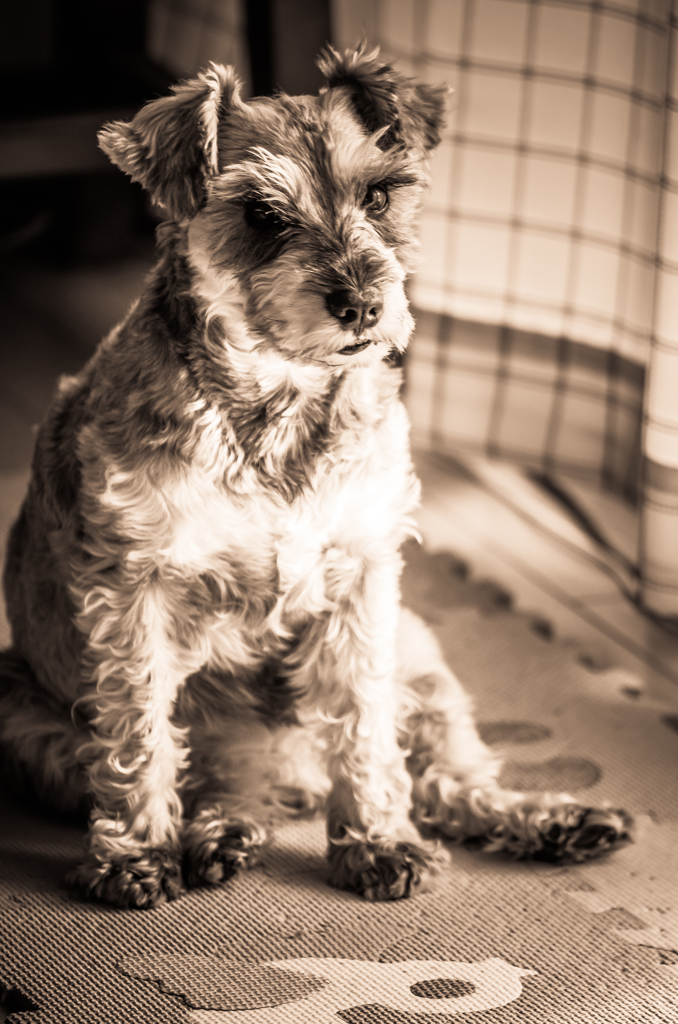 my pretty dog # 64
