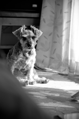 my pretty dog # 57