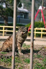 吾輩は猫である、ニャー # 901