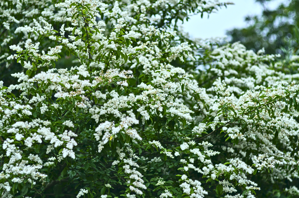 積雪のような木