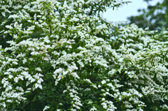 積雪のような木