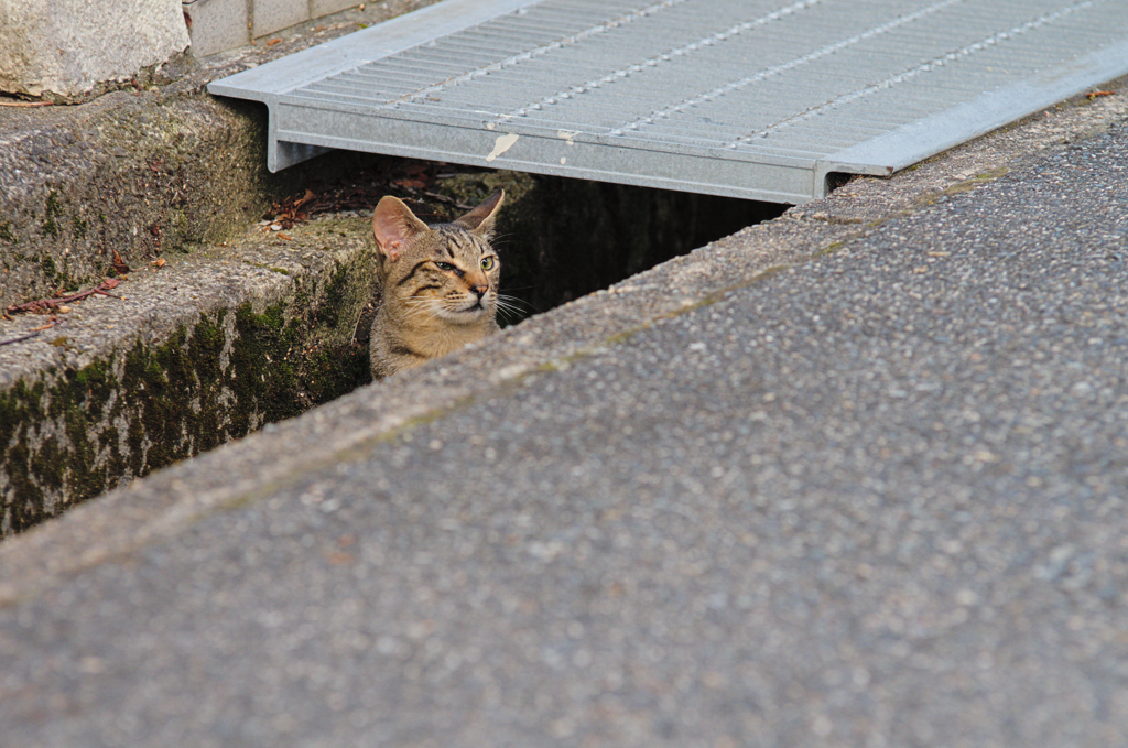 吾輩は猫である、ニャー # 400