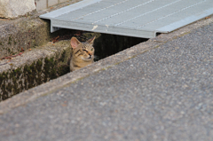吾輩は猫である、ニャー # 400