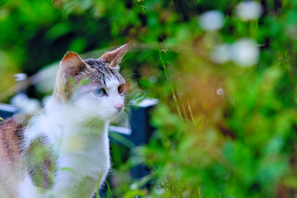 吾輩は猫である、ニャー # 334