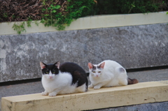 吾輩は猫である、ニャー # 739