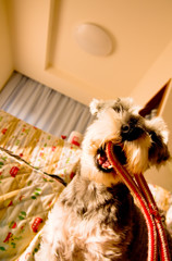 愛犬