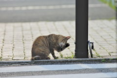 吾輩は猫である、ニャー # 384