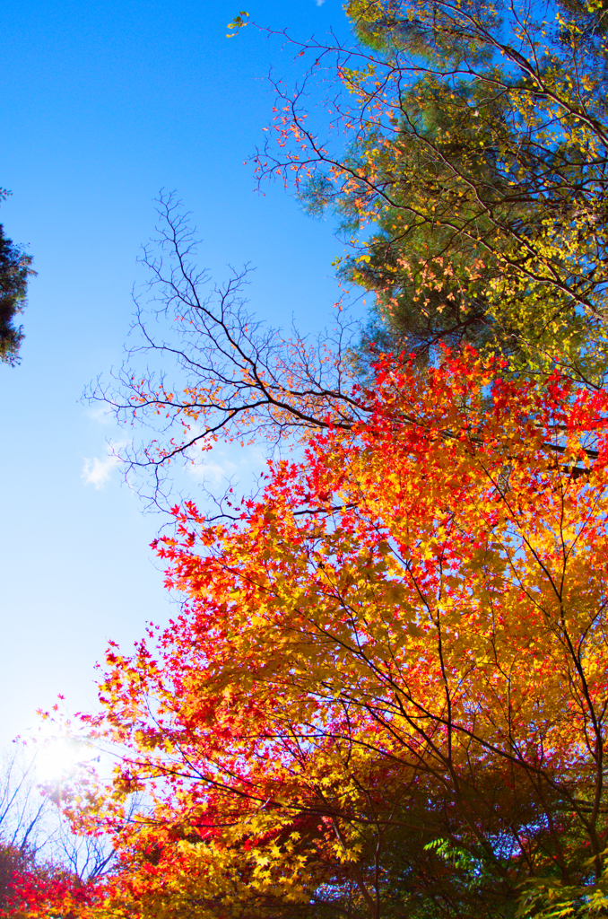 青空と紅葉