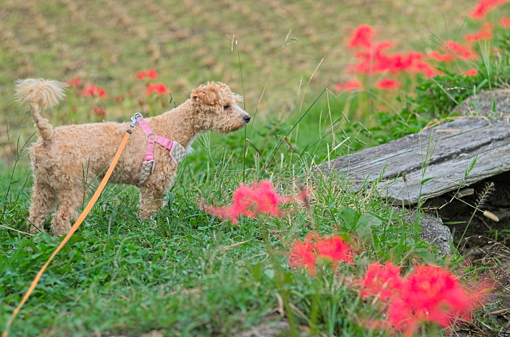 my pretty dog Ⅱ # 172