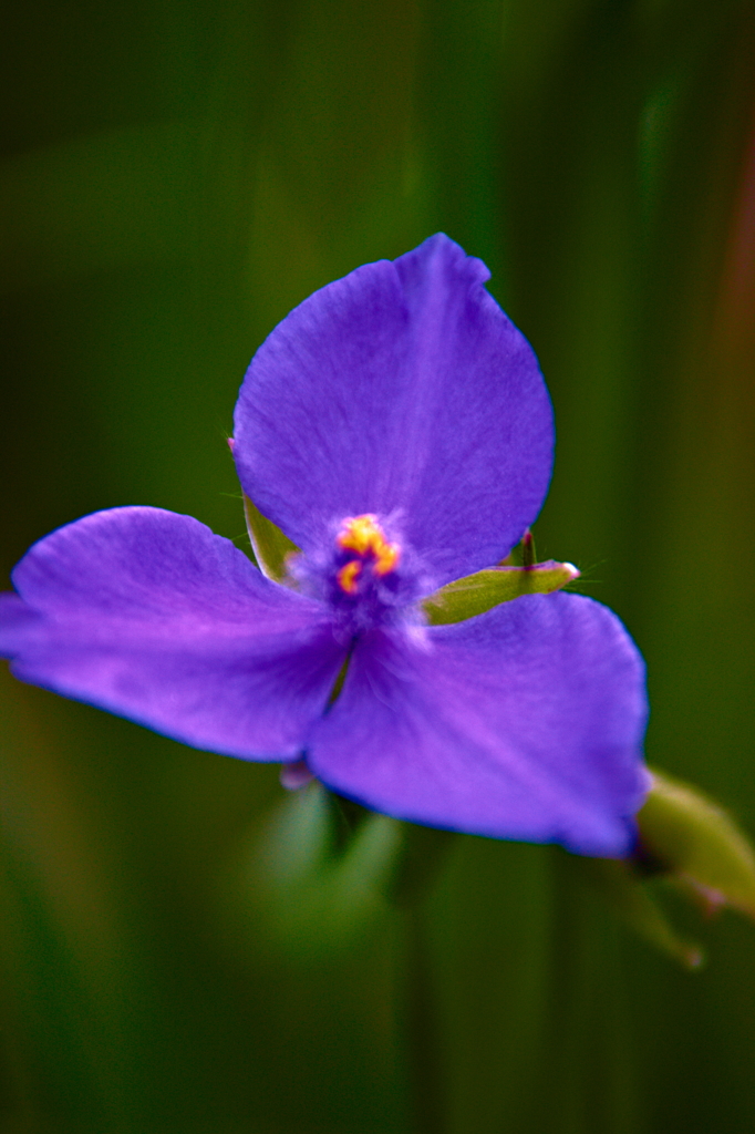 ムラサキツユクサ