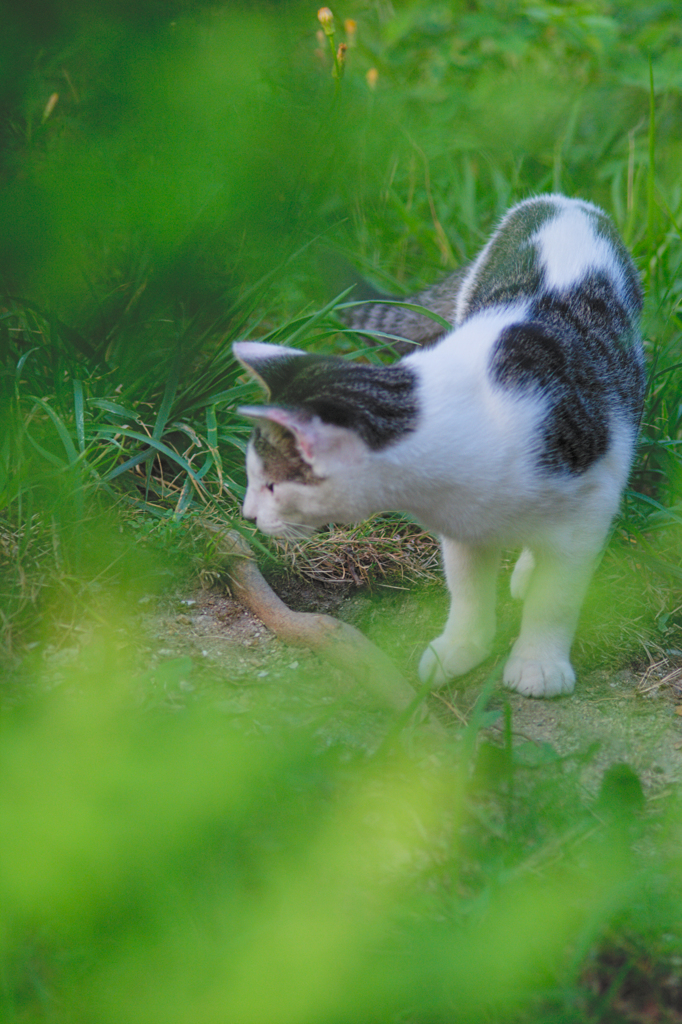 吾輩は猫である、ニャー # 471